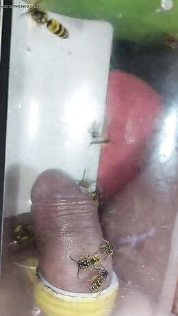 pain cbt insertion bdsm extrem pervers wasp