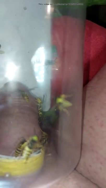 pain cbt insertion bdsm extrem pervers wasp