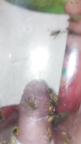 pain cbt insertion bdsm extrem pervers wasp