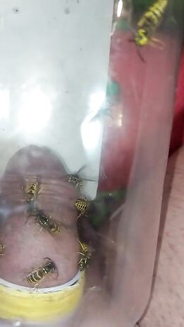 pain cbt insertion bdsm extrem pervers wasp